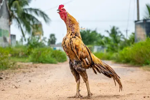 Nattukozli Assil  Peruvedai