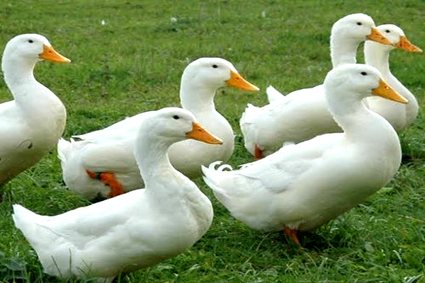 White pekkin